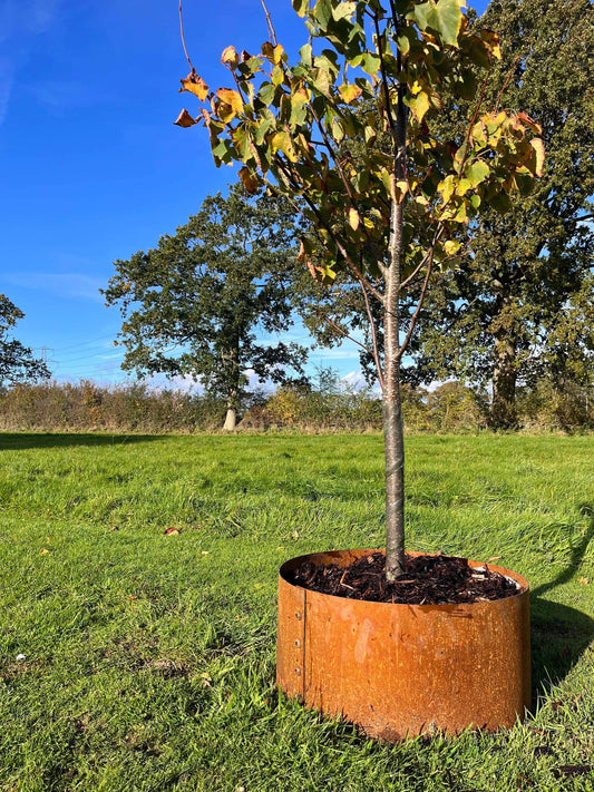 Corten hand riveted tree surrounds