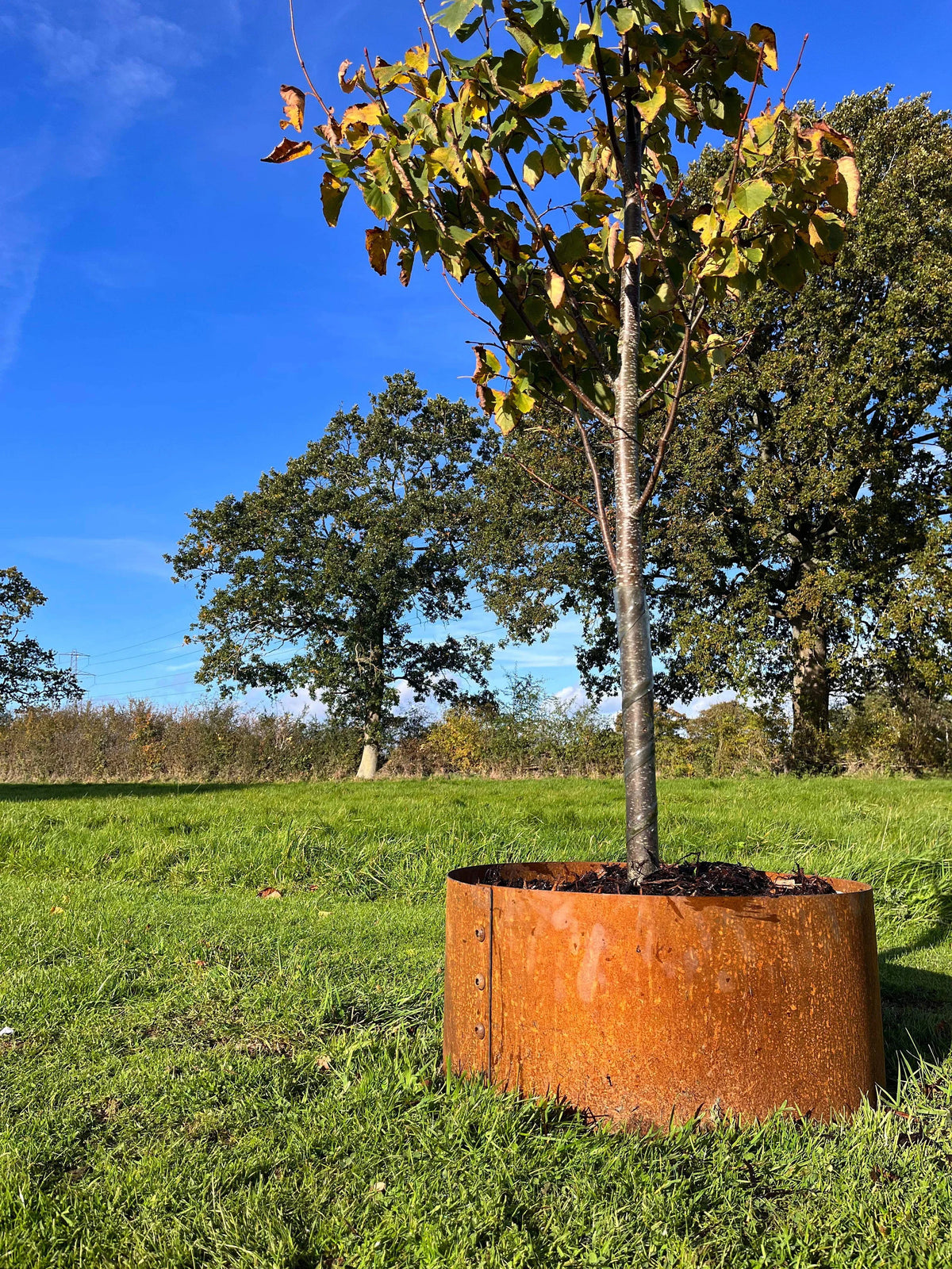 Tree Surrounded Corten hand riveted tree surrounds – Reclaimed Railway