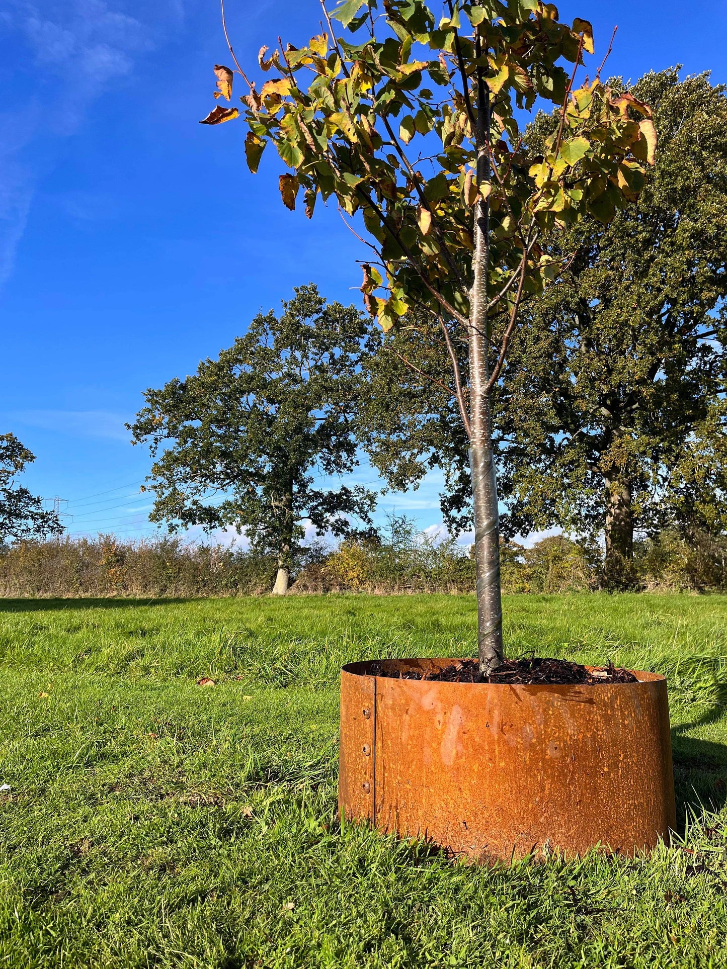 Corten hand riveted tree surrounds